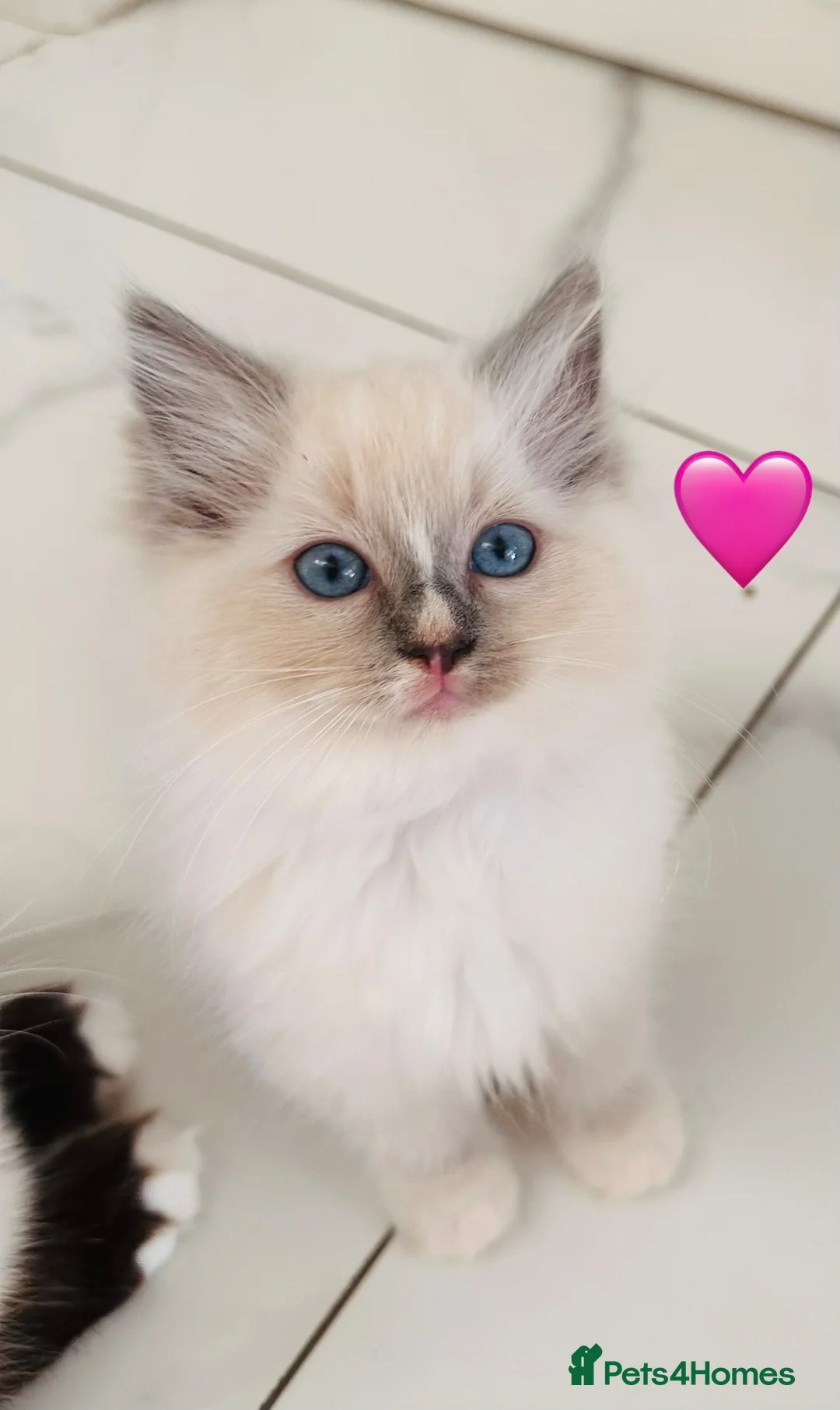 Ragdoll cats for sale: 🩷💕💝ONLY 5 left GCCF Registered kittens 😻😻 - Advert 1