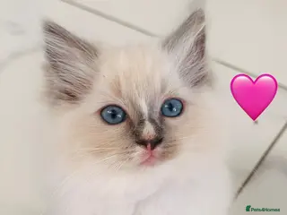 Ragdoll cats 🩷💕💝ONLY 5 left GCCF Registered kittens 😻😻 - Advert 1