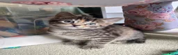 Maine Coon cats for sale: Kittens Maine coon  - Advert 1