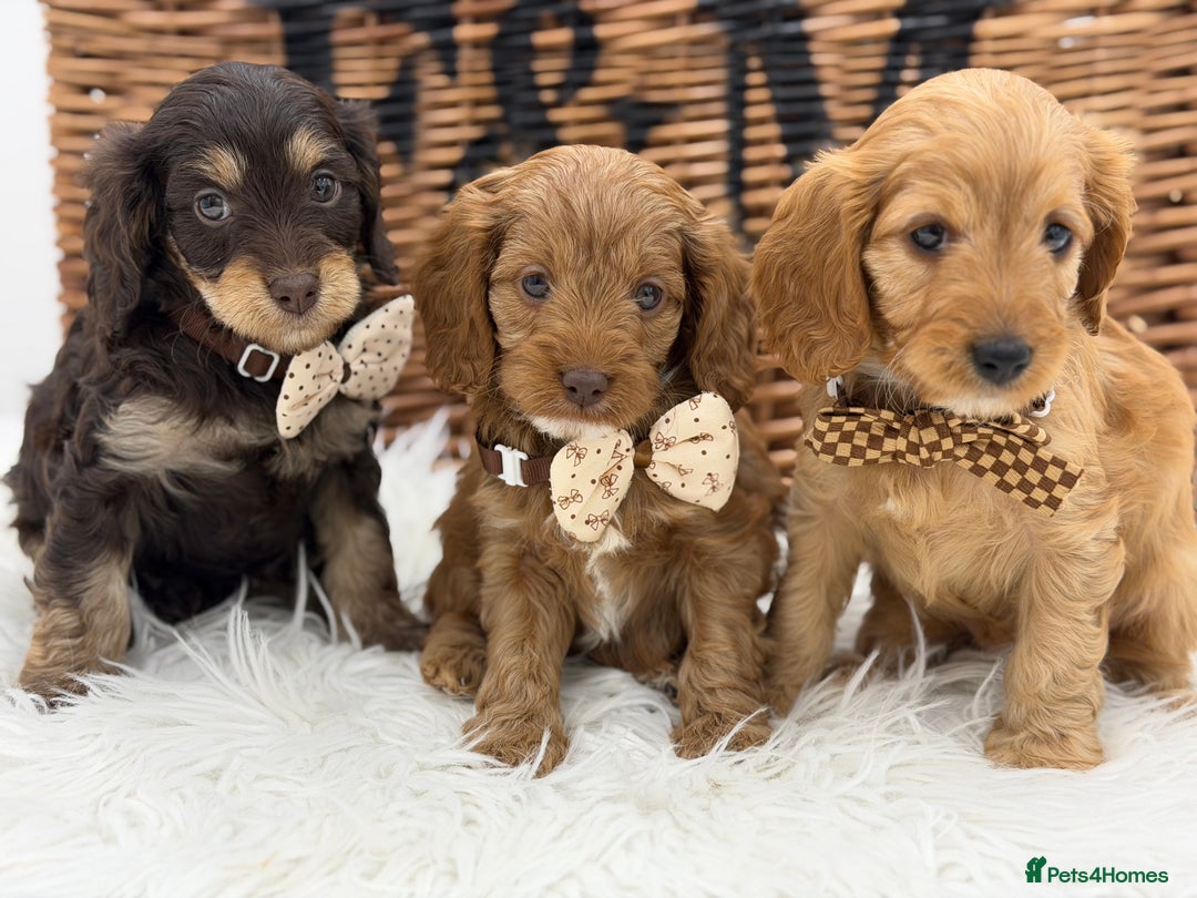 Cavapoo dogs for sale: F1 E ** tensively Health Tested Cavapoos - Advert 11