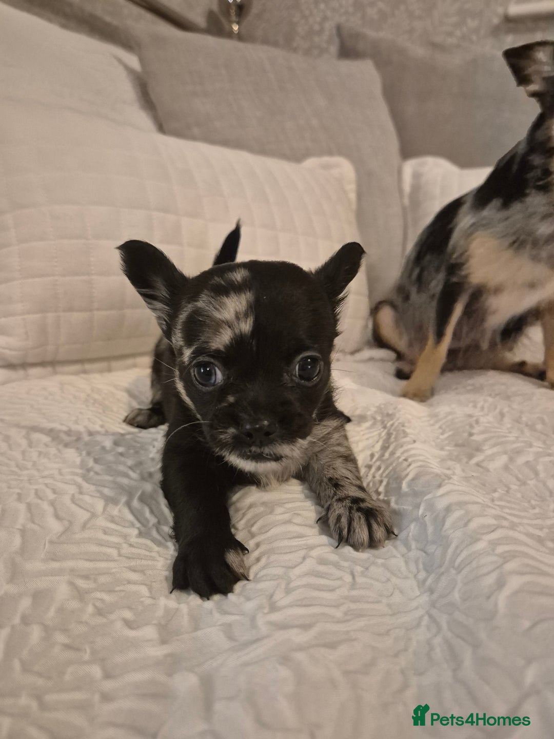 Chihuahua dogs for sale: 4 pure breed chihuahua, 2 merle  2 twins - Advert 16