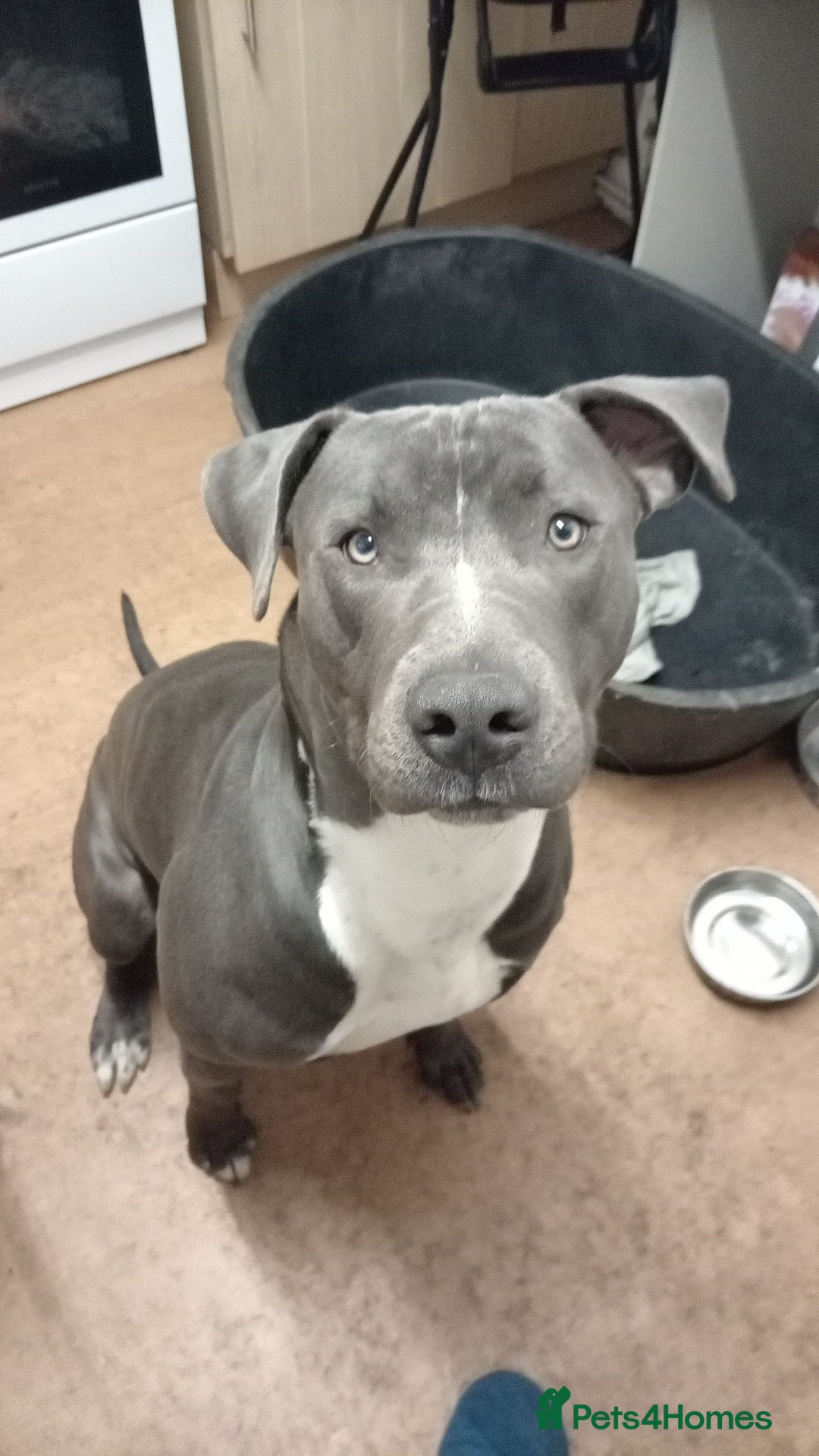 Mixed Breed dogs Lurcher x American bully  - Advert 1