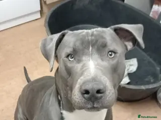 Mixed Breed dogs Lurcher x American bully - Advert 1