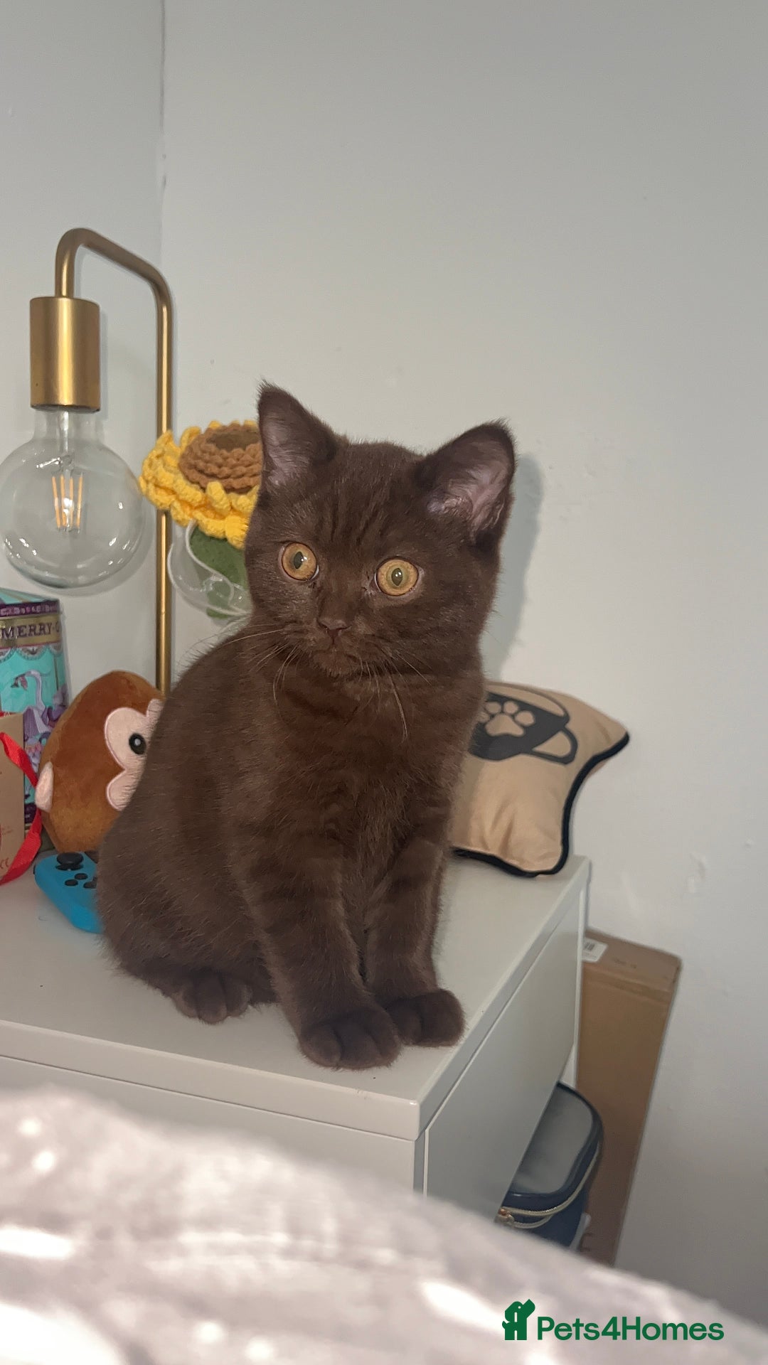 British Shorthair cats for sale: Beautiful Male Chocolate British Shorthair - Advert 3