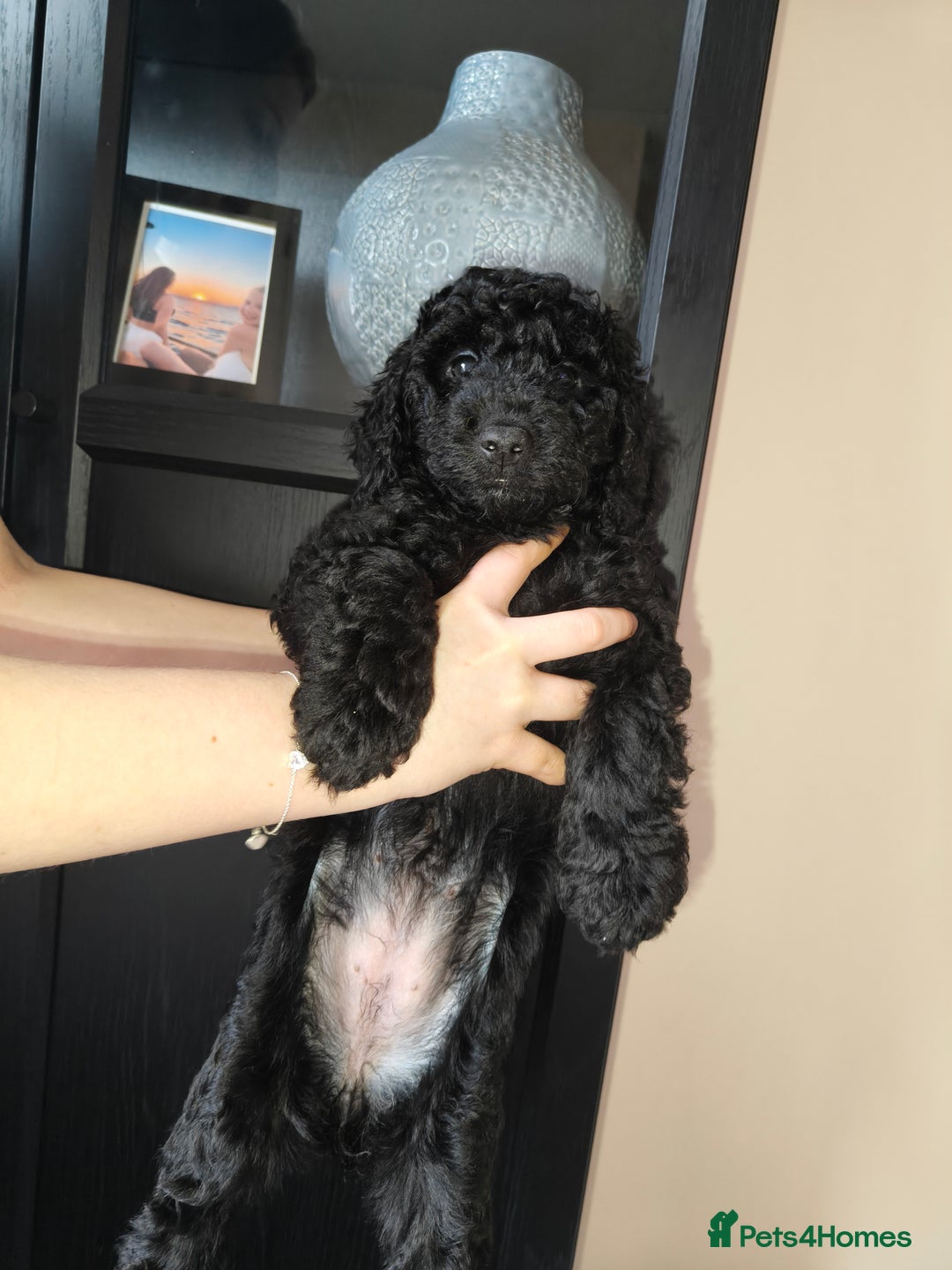 Cockapoo dogs for sale: F1b Cockapoo Puppies Last 3 Available – Ready Now. - Advert 2