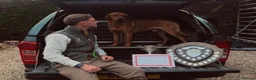 Labrador Retriever dogs for sale:  FTW Sired Working Labrador Pups – Black & Fox Red - Advert 6