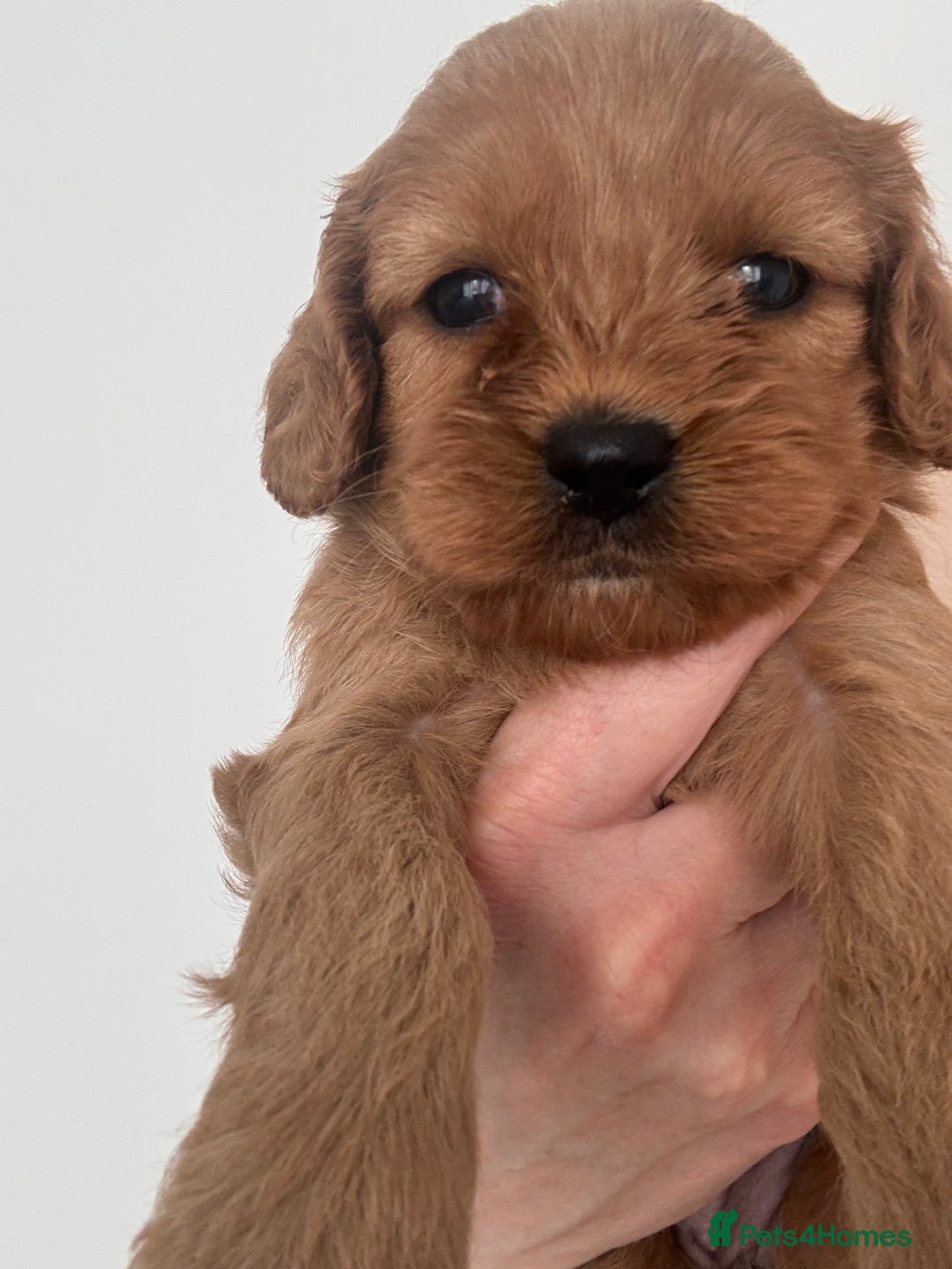 Cavapoo dogs for sale: Extensively health tested F1 Cavapoos  - Image 12