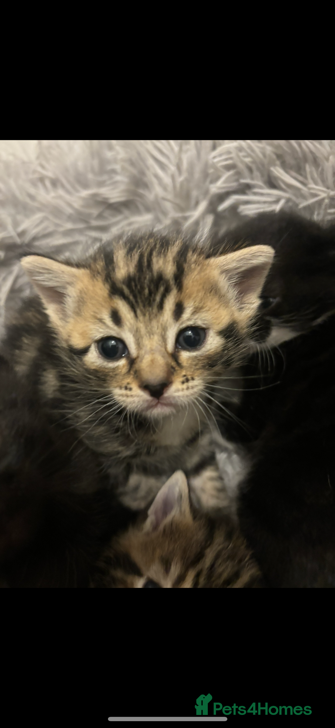 Bengal cats for sale: Bengal kittens  - Advert 6