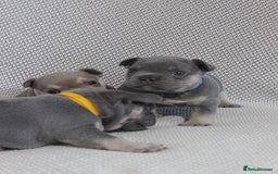 French Bulldog dogs for sale: Lilac and Tan, isabella, French bulldog puppies - Image 9