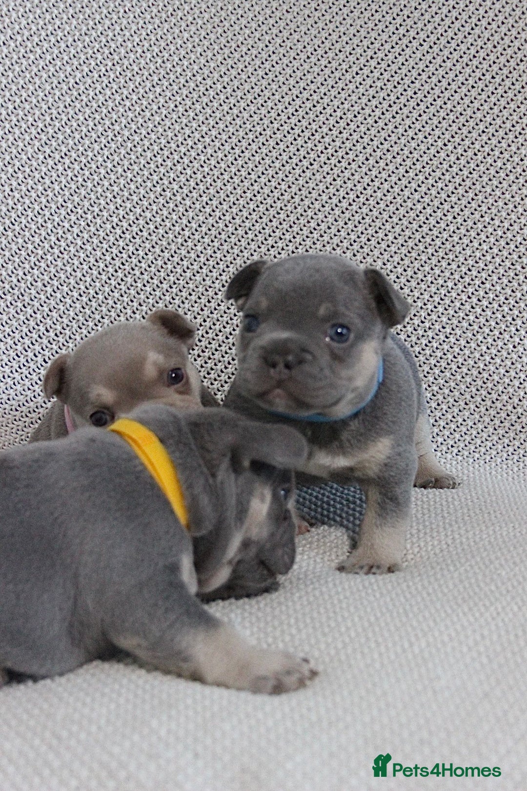 French Bulldog dogs for sale: Lilac and Tan, isabella, French bulldog puppies - Image 9