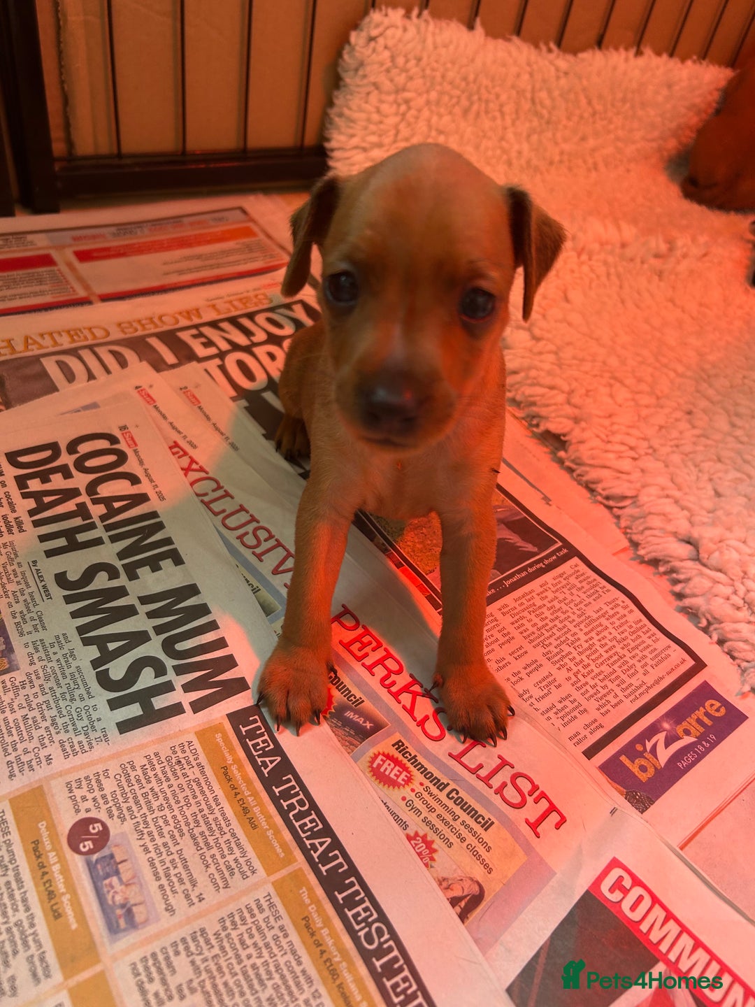 Miniature Pinscher dogs for sale: Stunning KC Miniature Pinscher puppies - Image 18