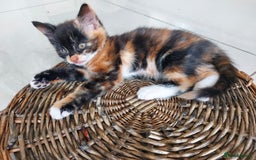 Mixed Breed cats for sale: 1 beautiful, playful kitten ready for new home - Image 1