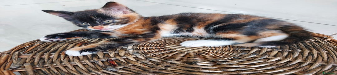 Tiger Lilly