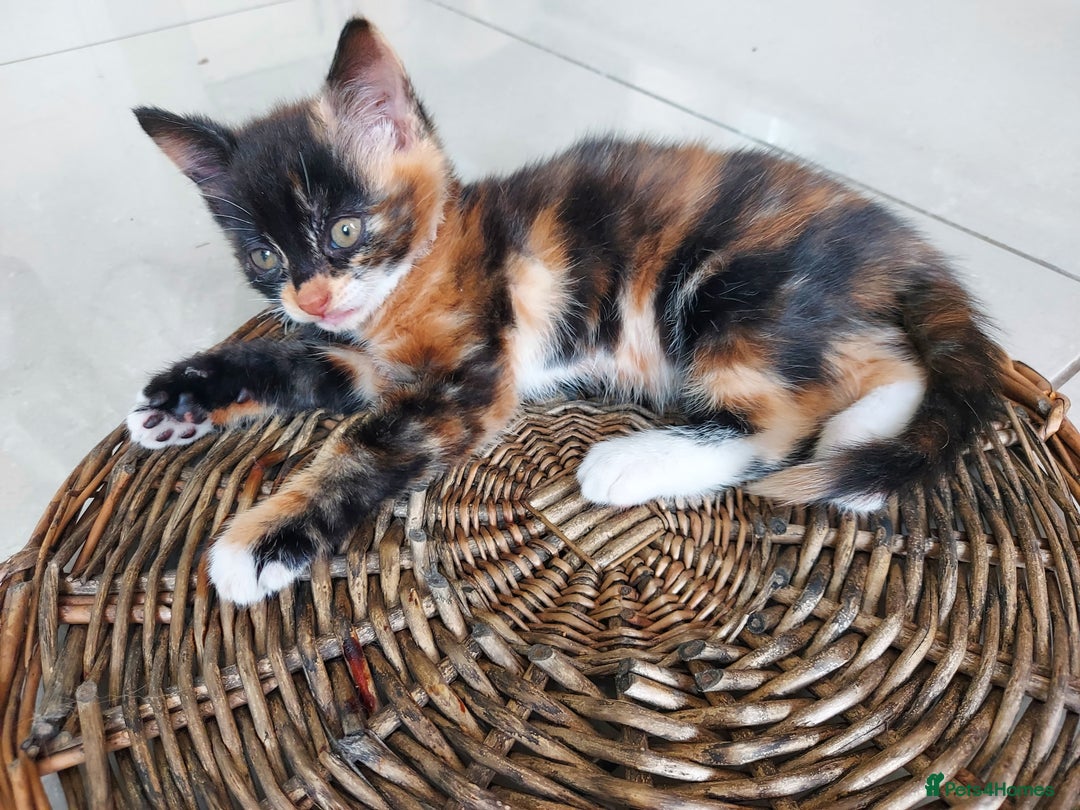 Mixed Breed cats for sale: 1 beautiful, playful kitten ready for new home - Image 1