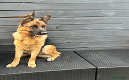 German Shepherd dogs for sale: Top Quality German Shepherd Short hair Bitch puppy - Image 5