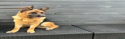 German Shepherd dogs for sale: Top Quality trained Guard Dog GSD female puppy - Advert 5