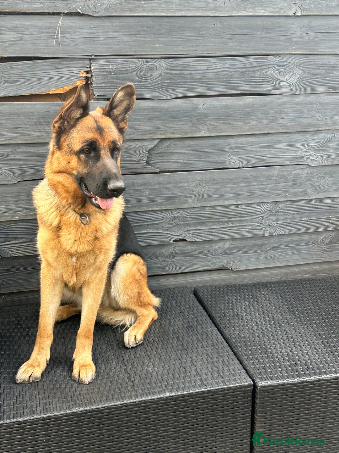 German Shepherd dogs for sale: Top Quality German Shepherd Short hair Bitch puppy - Image 5