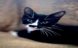 Mixed Breed cats for sale: 18 week old male - Image 1