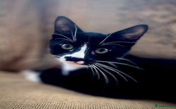 Mixed Breed cats - Advert 1