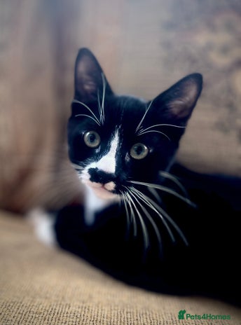 Mixed Breed cats - Advert 1