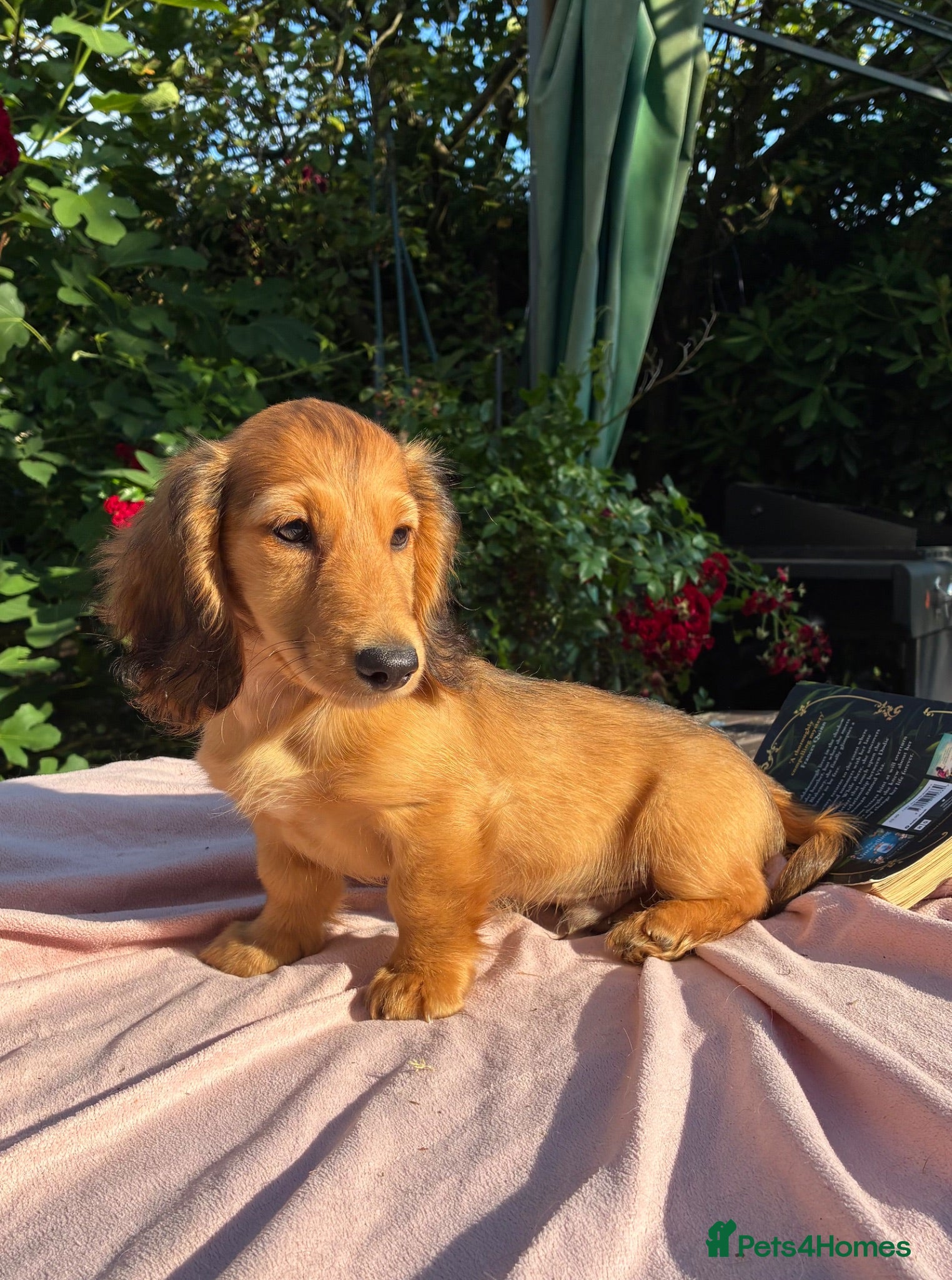 Miniature Dachshund dogs GORGEOUS KC reg PRA CLEAR MINI DACHSHUND PUPPIES - Advert 2
