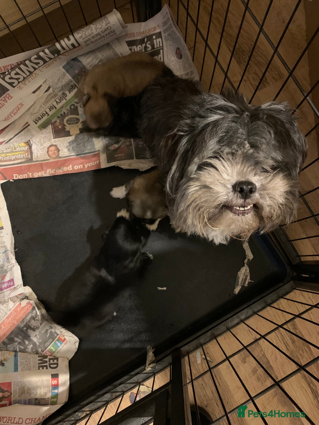 Lhasa Apso dogs for sale: Adorable Lhasa Apso puppies for sale - Advert 13