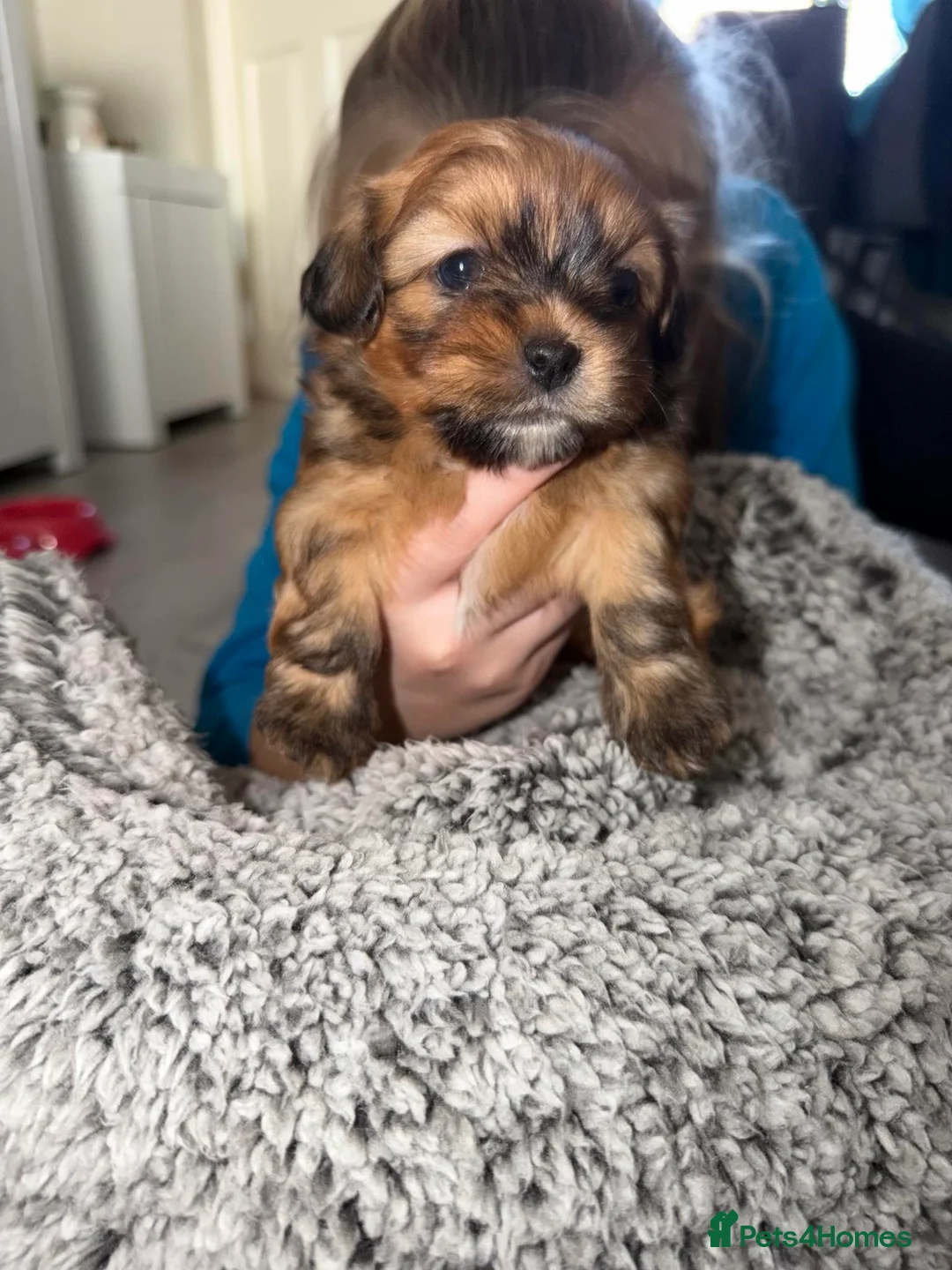 Mixed Breed dogs for sale: La-pom  pups , one boy still available  - Advert 4