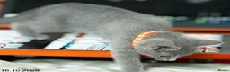 Russian Blue cats for sale: Adorable Russian Blue Kittens. - Advert 4