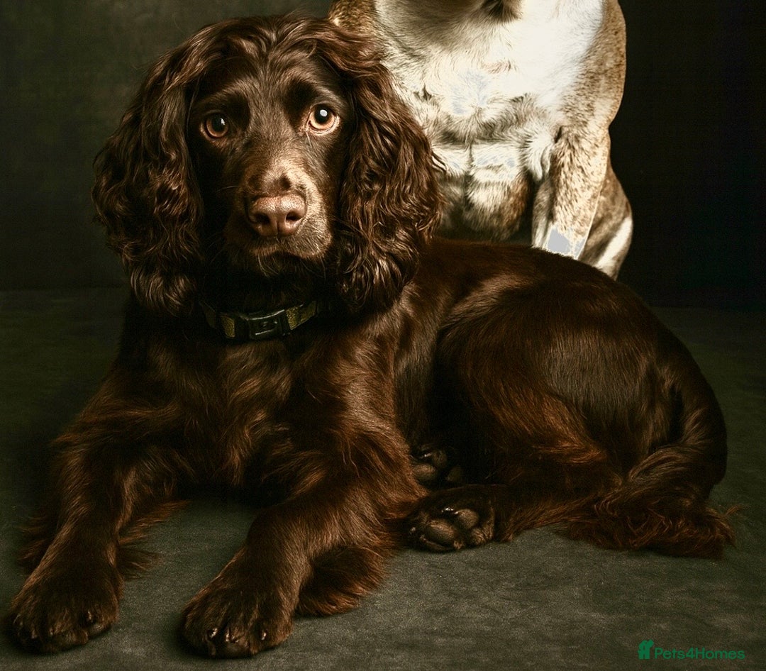 Cocker Spaniel dogs for stud: Milo for STUD - Advert 5
