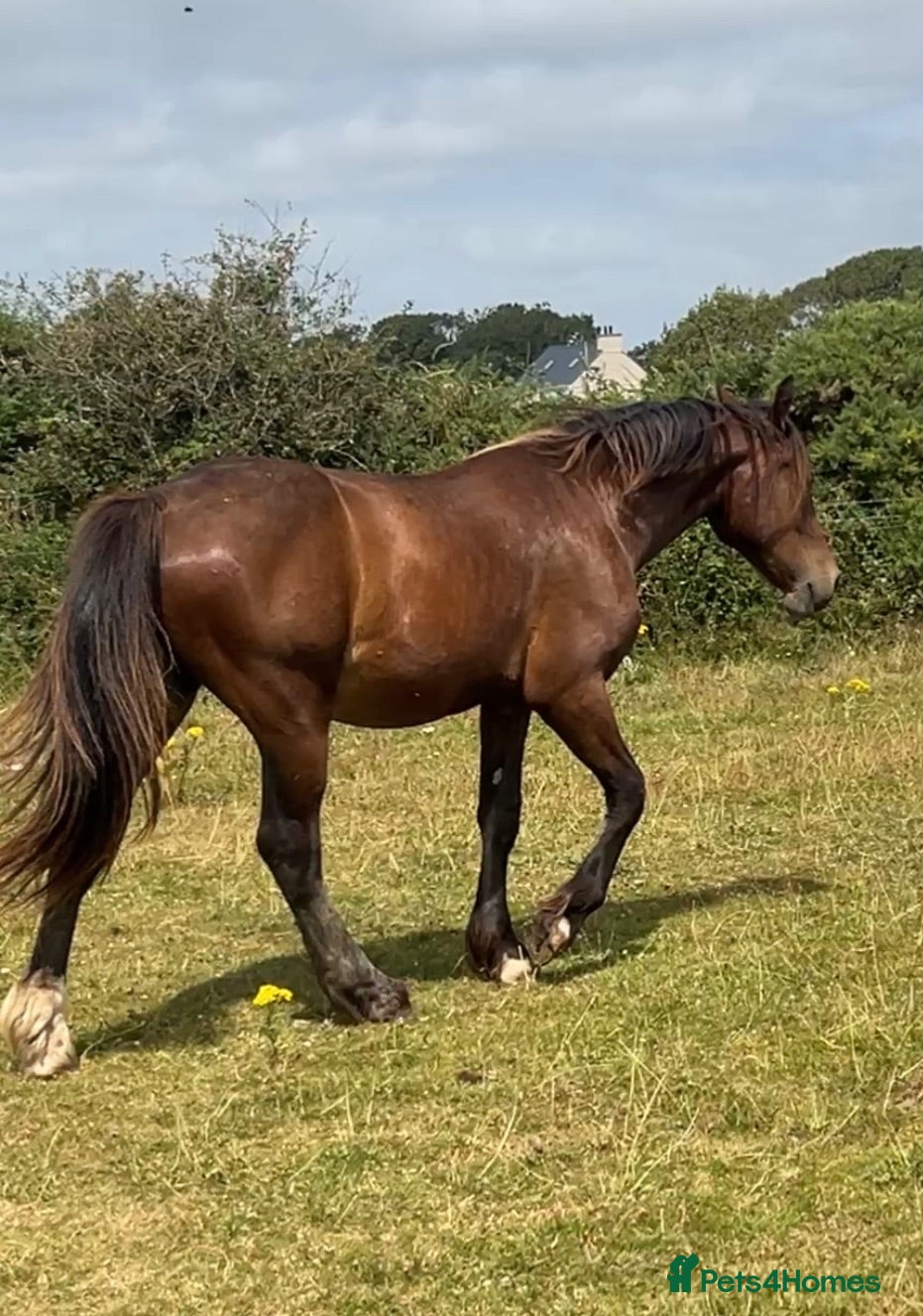 Welsh Section D horses 2yr Old Welsh Cob Gelding  - Advert 11