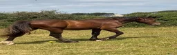 Welsh Section D horses for sale: 2yr Old Welsh Cob Gelding  - Advert 1
