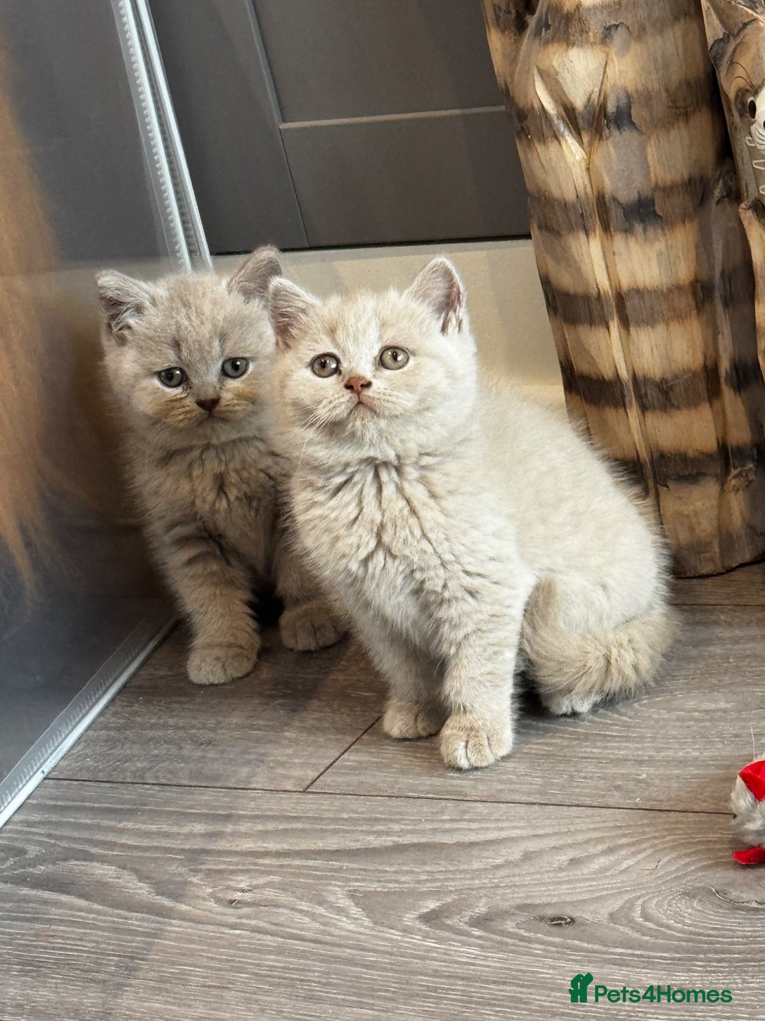 British Shorthair cats Beautiful Lilac British Shorthair, Registered - Advert 1