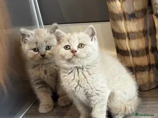 British Shorthair cats Beautiful Lilac British Shorthair, Registered - Advert 2