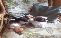 Jack Russell dogs for sale: Jack Russell  - Image 6