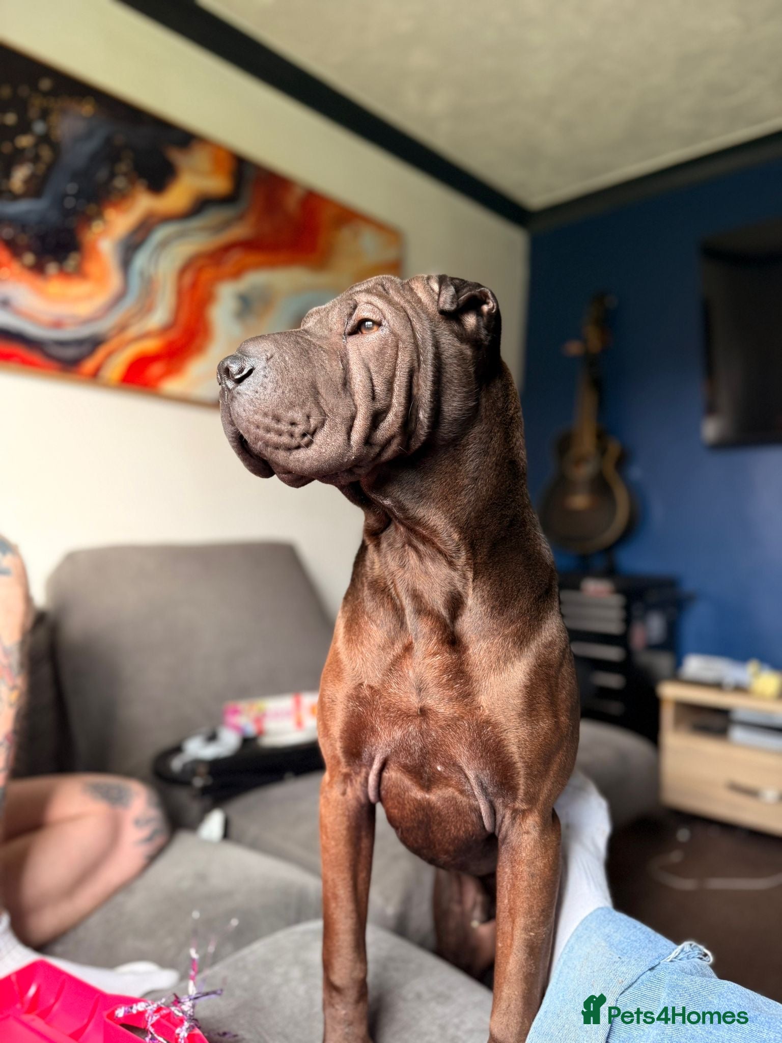Shar Pei dogs for sale: Shar pei 10 months old  in Ipswich - Advert 4