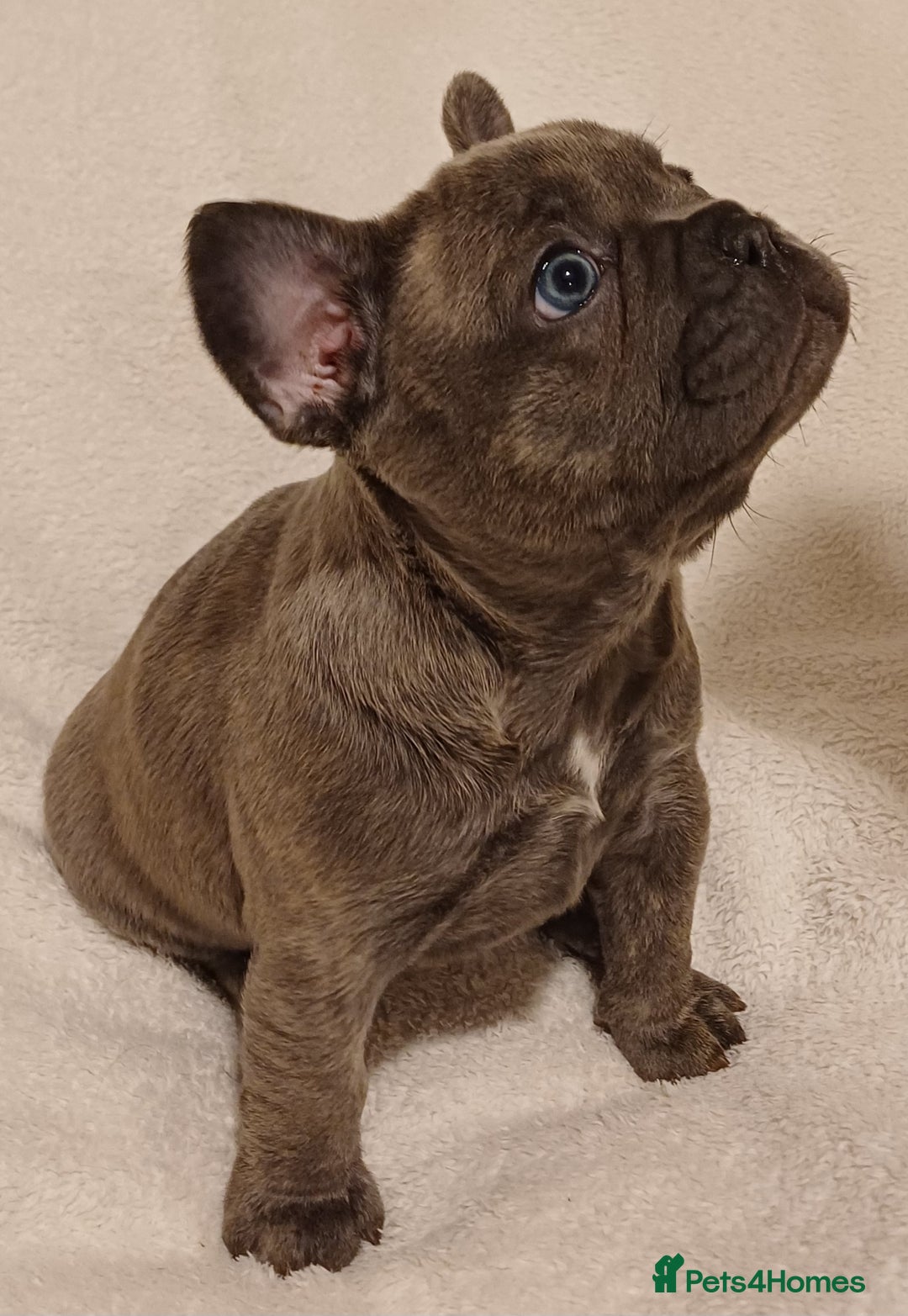 French Bulldog dogs for sale: Beautiful litter of amazing babies  - Advert 7