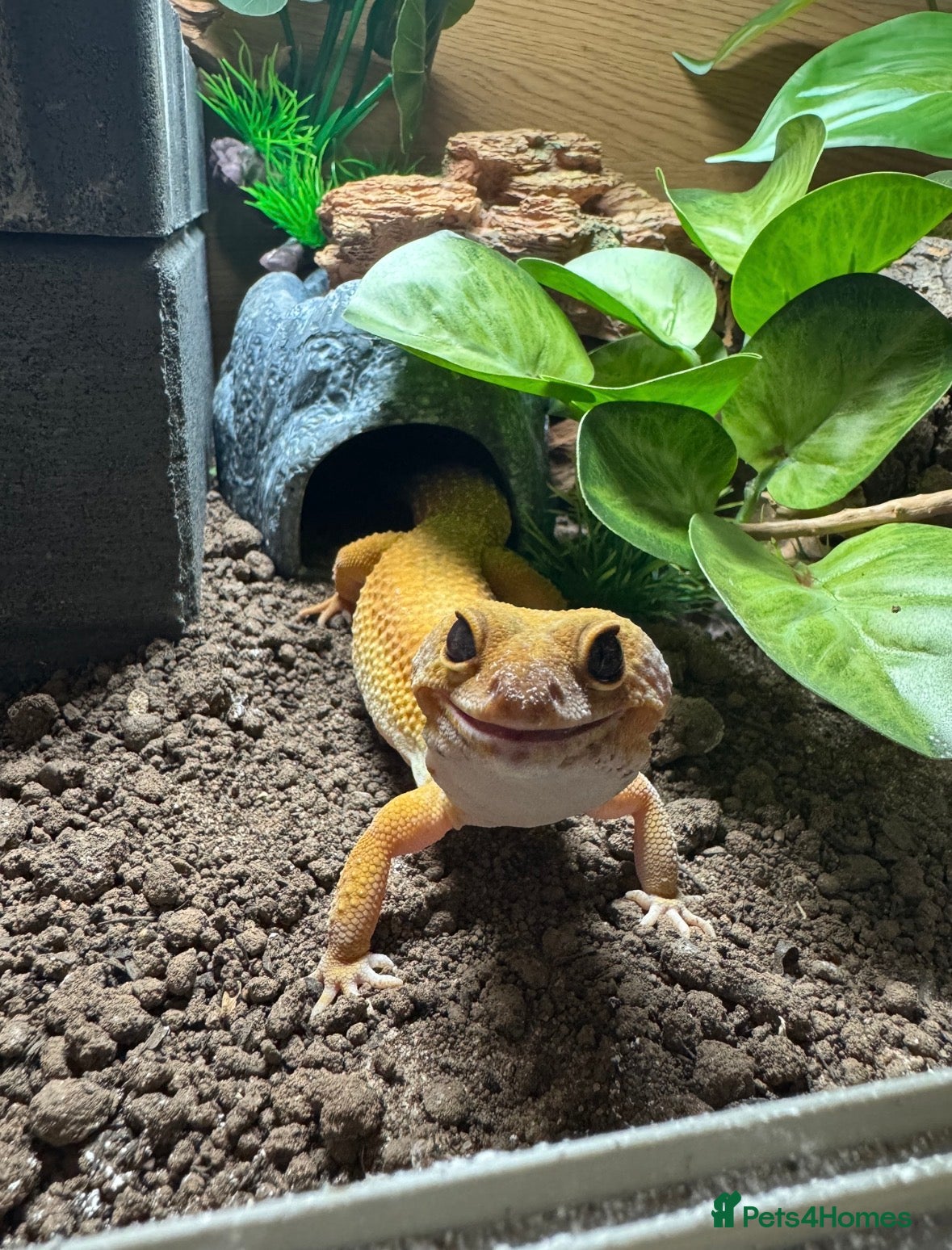 Leopard Gecko reptiles Female leopard gecko with vivarium  - Advert 1