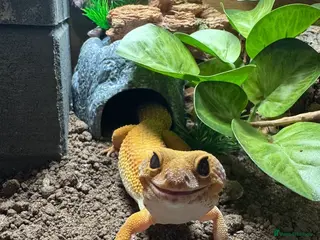Leopard Gecko reptiles Female leopard gecko with vivarium - Advert 1