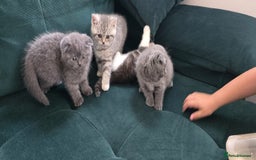 Scottish Fold cats for sale: For sale Scottish fold kitties  - Image 18