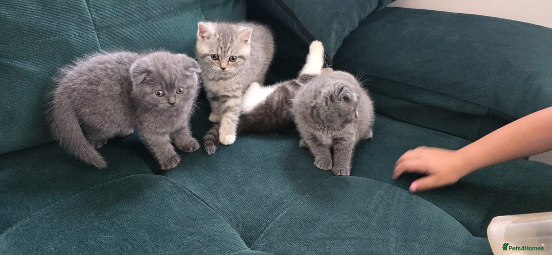 Scottish Fold cats for sale: For sale Scottish fold kitties  - Image 18