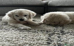 Golden Retriever dogs for sale: Stunning Chunky Golden Retriever Puppies - Image 8
