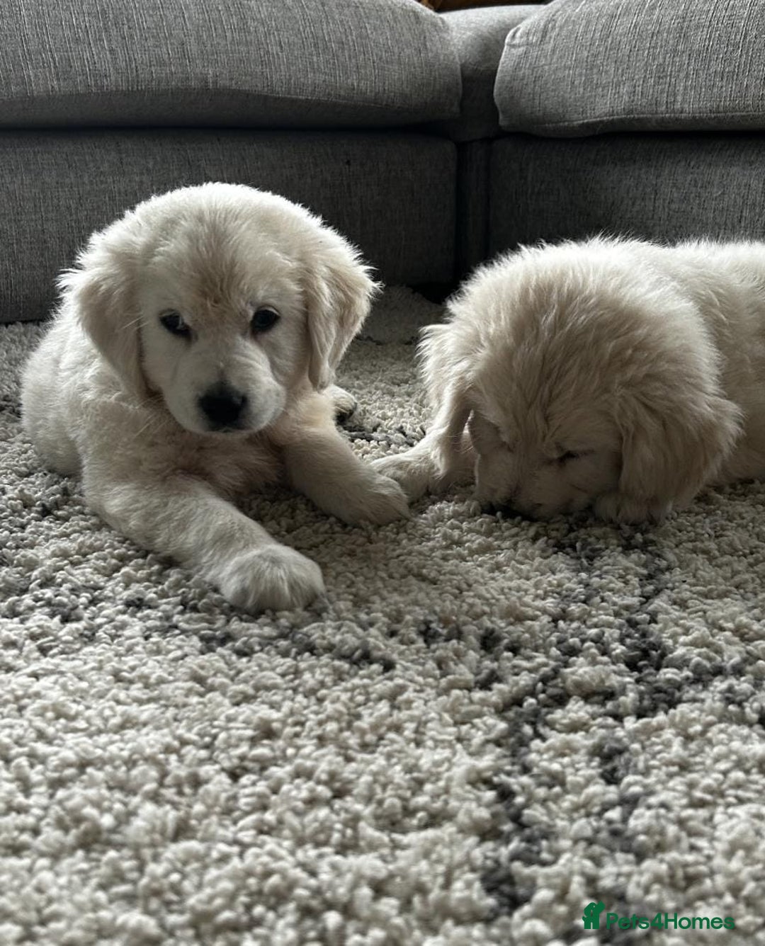 Golden Retriever dogs for sale: Stunning Chunky Golden Retriever Puppies - Image 8