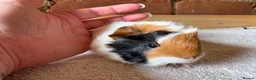 Guinea Pig rodents for sale: Baby Guinea Pigs  - Advert 3