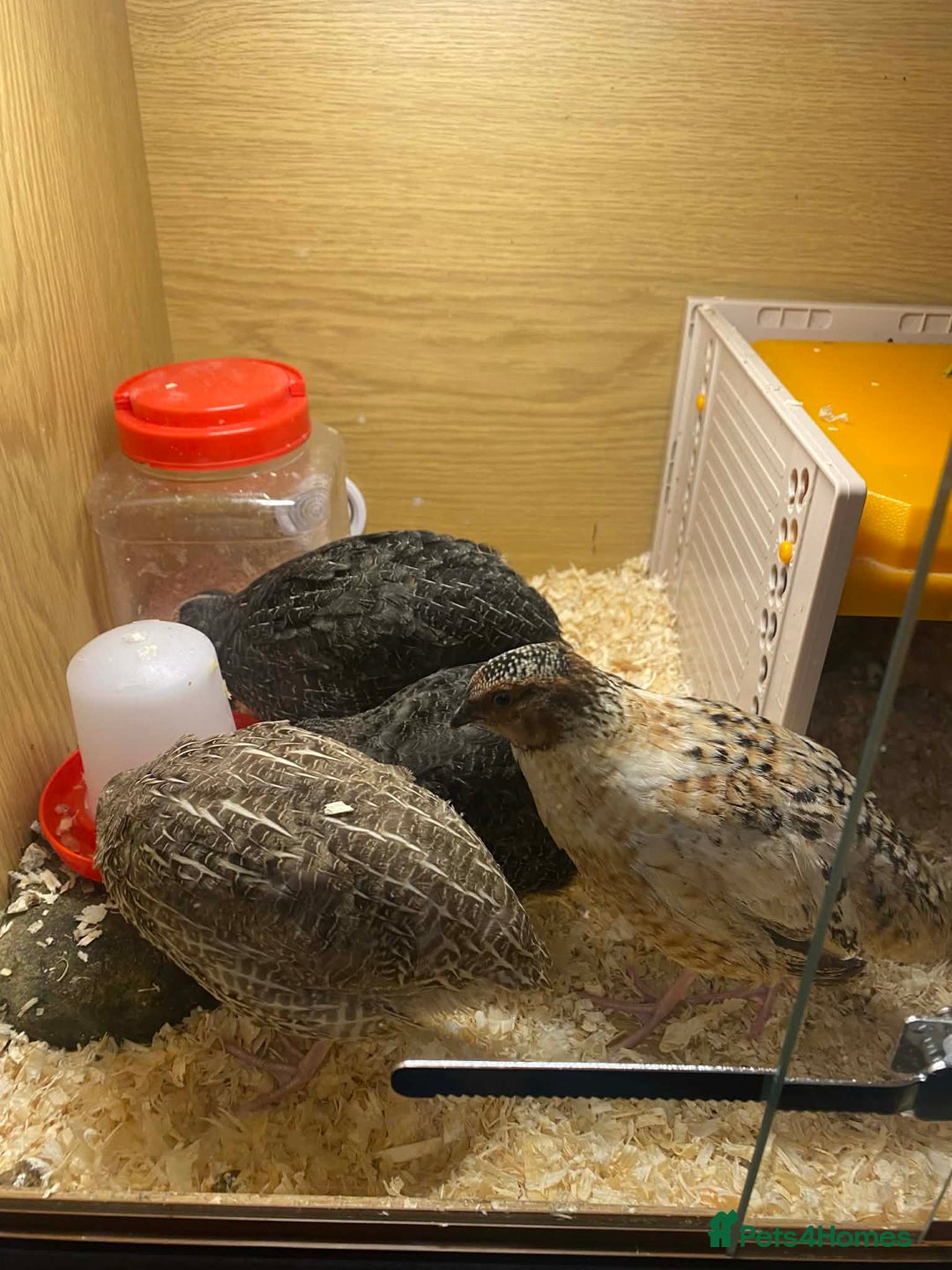 Mixed Breed birds for sale: Cortex Quails - Mixed Male & Female - Advert 3