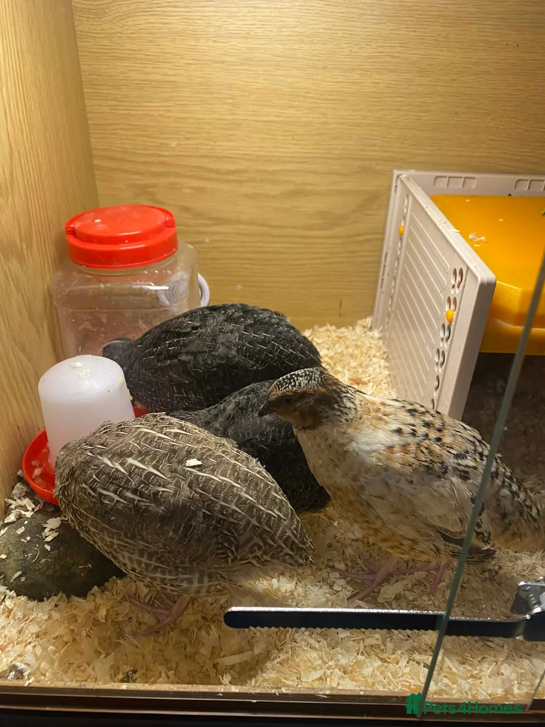 Mixed Breed birds for sale: Cortex Quails - Mixed Male & Female - Advert 3