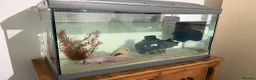 Axolotl reptiles for sale: FEMALE 2 YEARS OLD AXOLOTL COMPLETE TANK SET UP in Knutsford - Advert 7