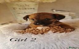 Shorkie dogs for sale: 9 stunning shorkie puppies - Image 10