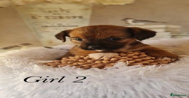 Shorkie dogs - Advert 4