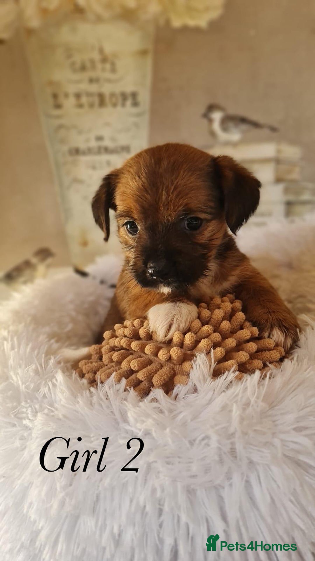 Shorkie dogs for sale: 9 stunning shorkie puppies - Image 10