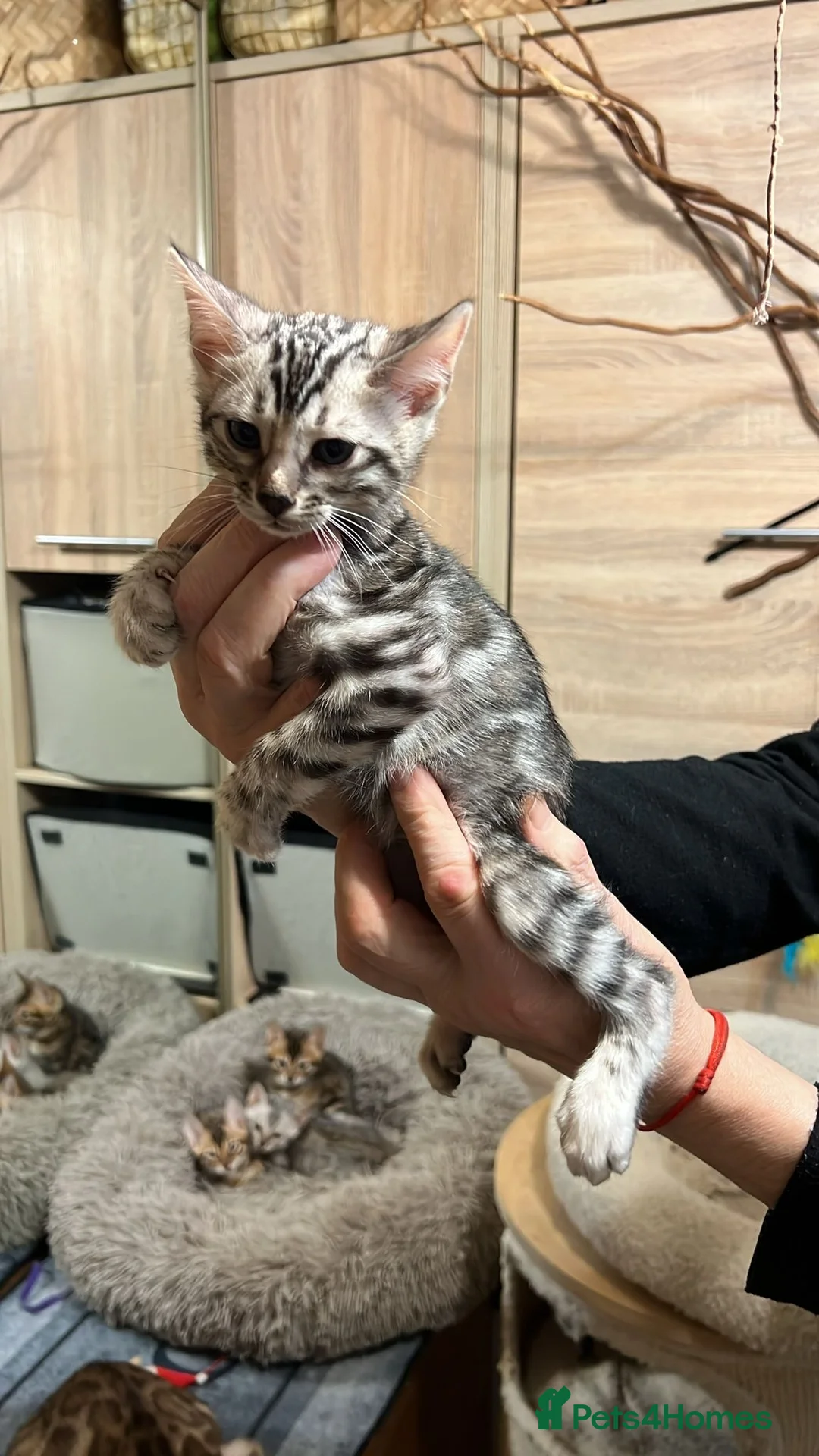 Bengal cats for sale: Pure Bengal kittens for sale just 2 boys left.  - Advert 6